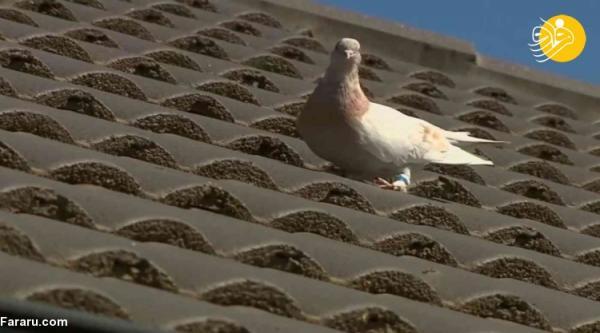 (ویدئو) داستان حکم اعدام برای یک کبوتر!