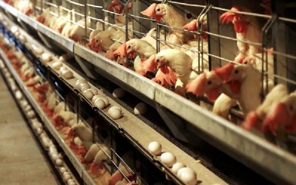 صادرات تخم مرغ آزاد می گردد ، شرط عجیب دولت برای آزادسازی صادرات