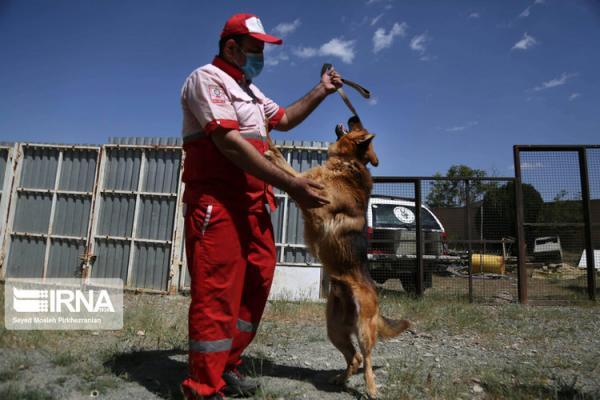 آموزش و نگهداری سگ های زنده یاب