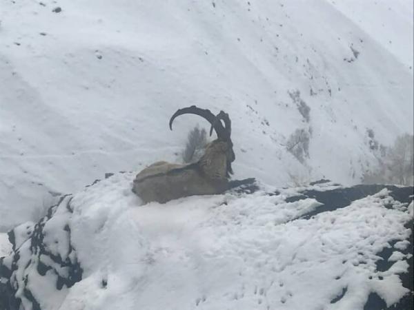 شیوع دوباره طاعون نشخوار کنندگان در طالقان شیوع دوباره طاعون نشخوار کنندگان در طالقان