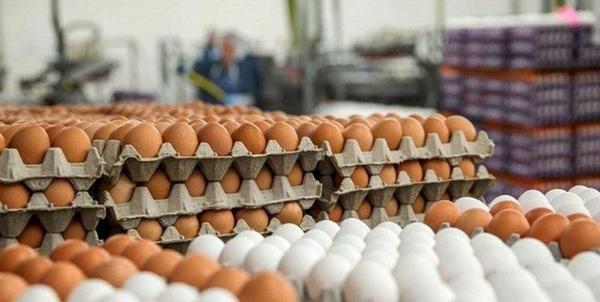 تخم مرغ هم از سبد غذایی خانوار ها حذف شده؟ تخم مرغ هم از سبد غذایی خانوار ها حذف شده؟