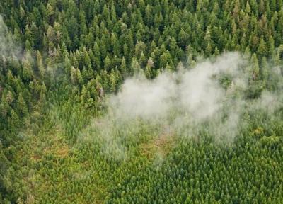 رئیس جمهور آمریکا دستور لغو محدودیت چوب بری در جنگل تونگاس را صادر کرد