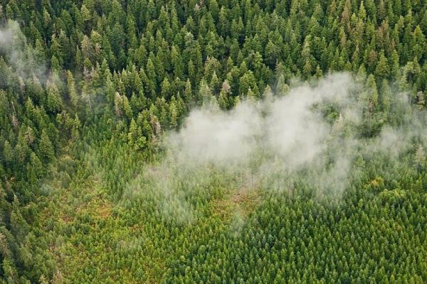 رئیس جمهور آمریکا دستور لغو محدودیت چوب بری در جنگل تونگاس را صادر کرد