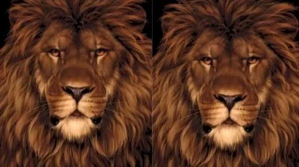 معمای هوش سخت: آیا می توانید در 8 ثانیه چهره دومین حیوان را در تصویر شیر تشخیص دهید؟